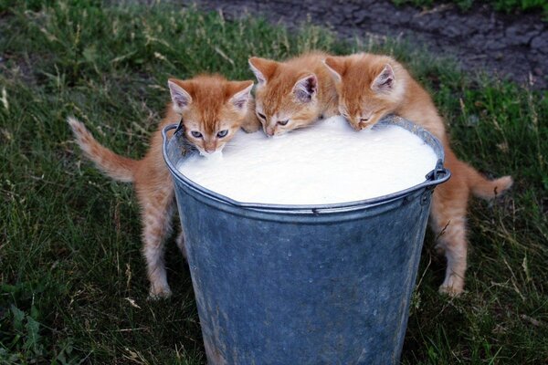 Three kittens lapping milk from a bucket