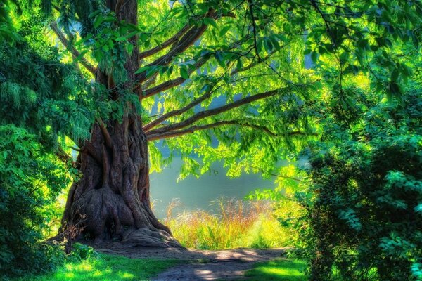 Enorme árbol en el fondo de la naturaleza