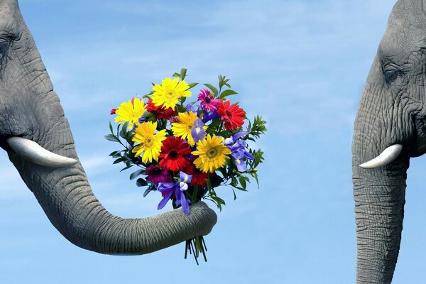 Elephant and elephant in nature