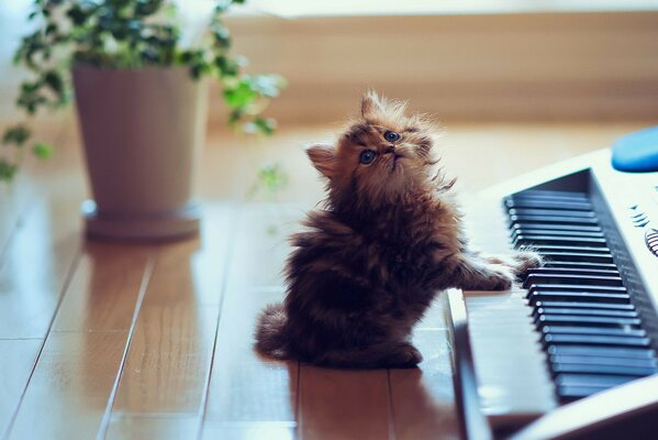 A cat in the room playing a synthesizer