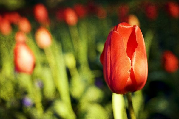 Hermosos tulipanes rojos