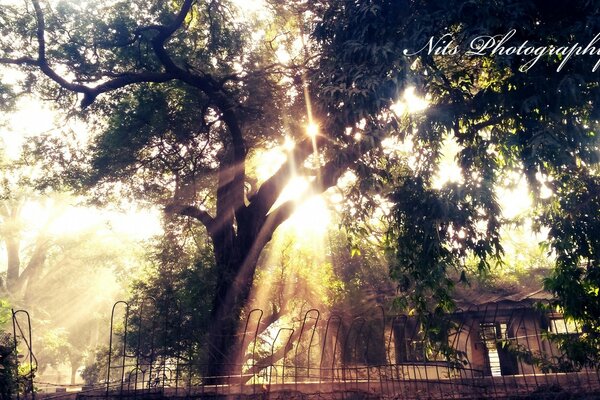 Sunlight penetrates through the crown of the tree