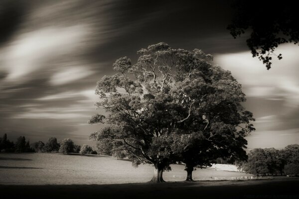 صورة عتيقة لشجرة وحيدة