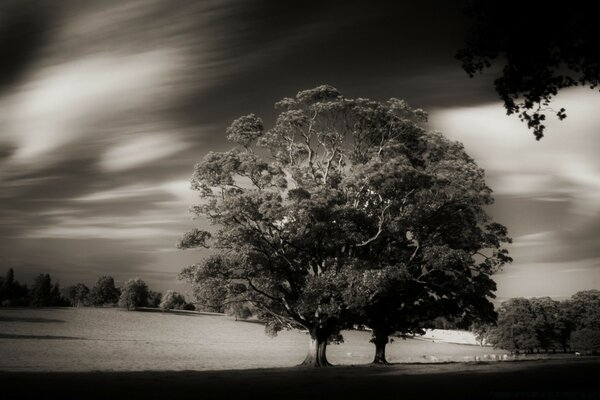 Photo Vintage d un arbre solitaire