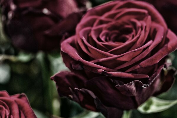 Bouquet von frischen Weinrosen