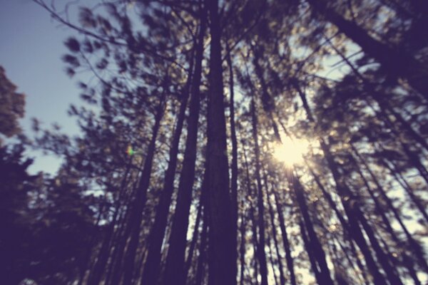 Sonnenstrahlen im Wald Ansicht von unten