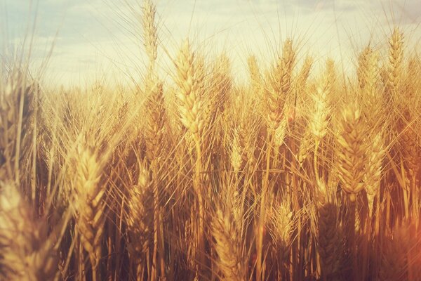 Campos de trigo en la cosecha