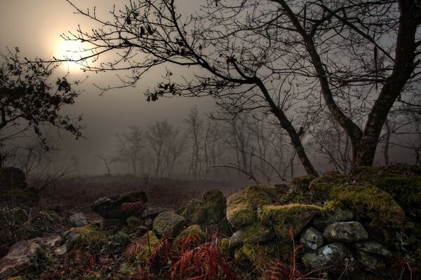 Forêt sombre et froide à l automne