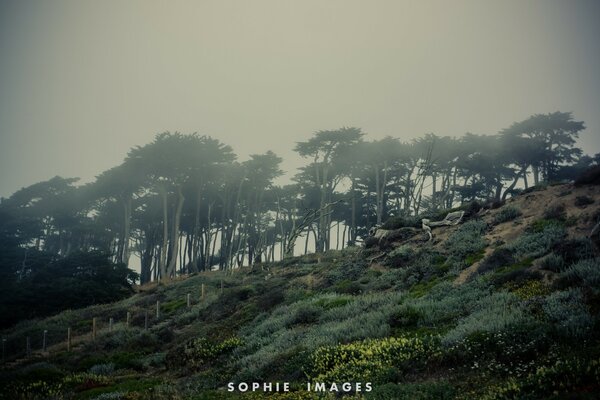 Vintage Foggy Nature Photography