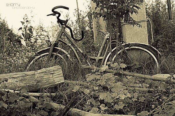 Verlassenes Fahrrad in der Natur