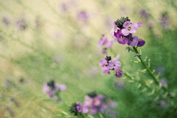 Vintage flower painting outdoors