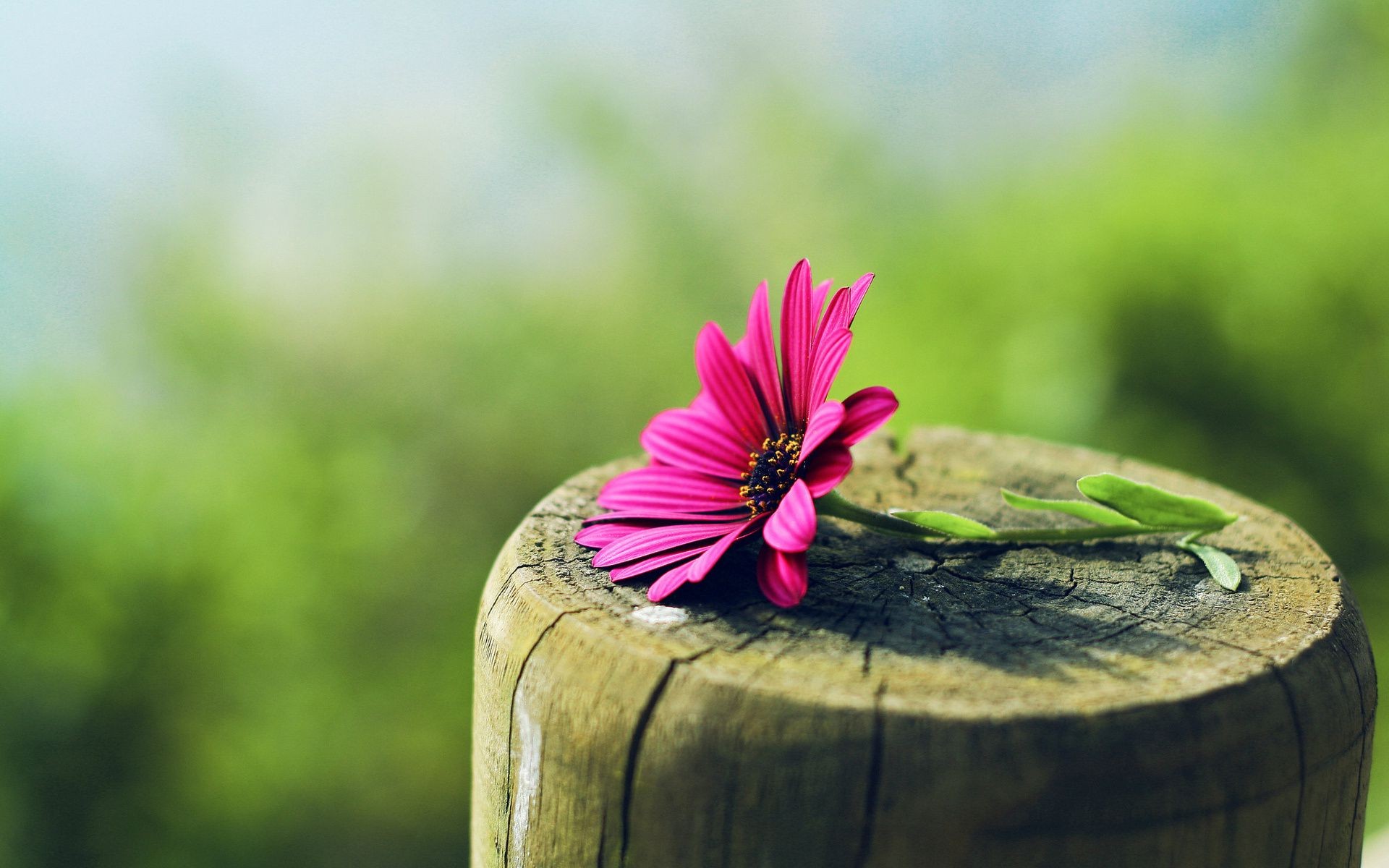 blumen natur sommer holz blume blatt im freien gras garten unschärfe