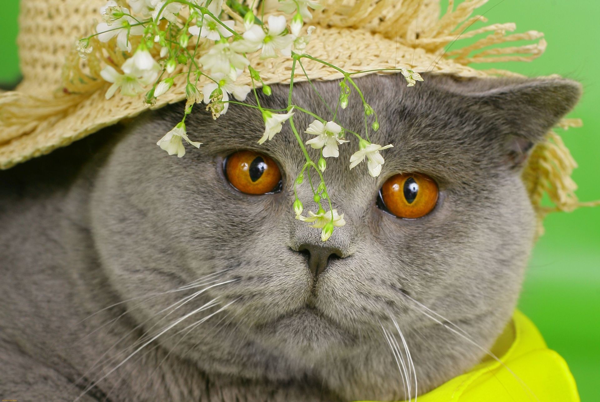 gato naturaleza ojo lindo animal piel gato mamífero ver mascota joven retrato divertido mirando bigote