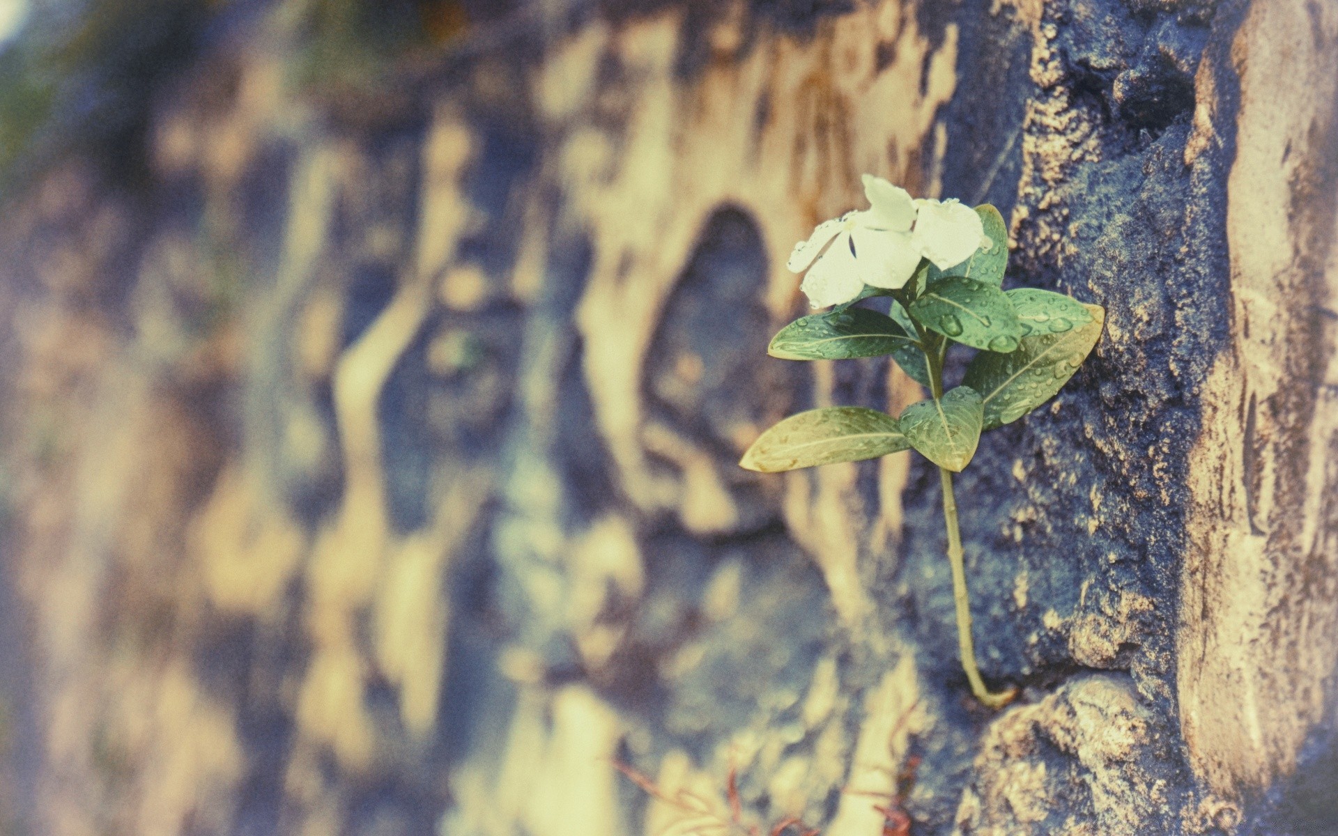 vintage nature desktop tree outdoors pattern old texture abstract wood