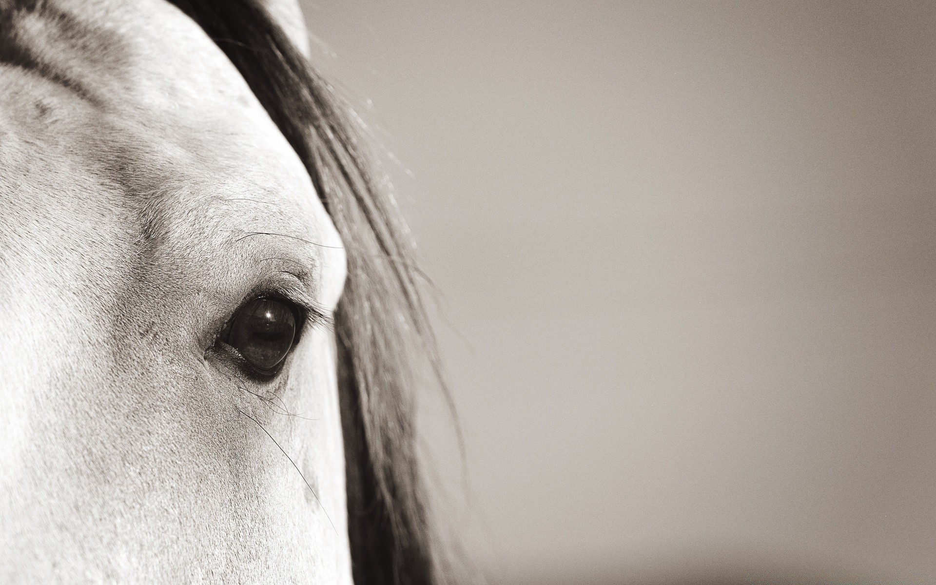 vintage portrait head cavalry monochrome animal studio one color face girl beautiful hair nature desktop