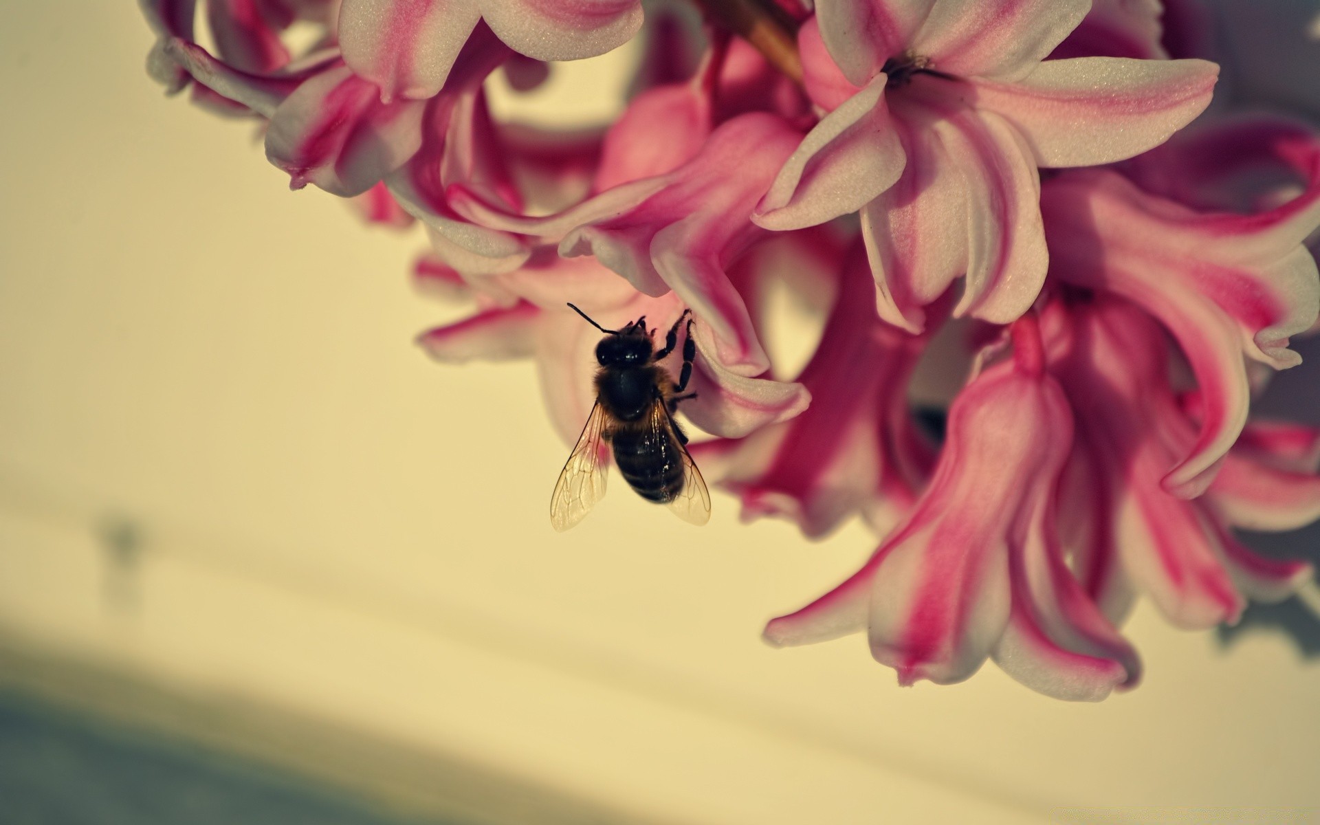 vintage çiçek doğa güzel flora yaz renk bahçe dekorasyon çiçek petal böcek yakın çekim masaüstü parlak