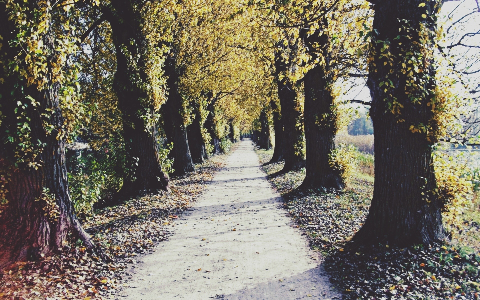 vintage fall leaf tree wood guidance nature landscape park season footpath outdoors road alley flora scenic branch countryside lane fair weather