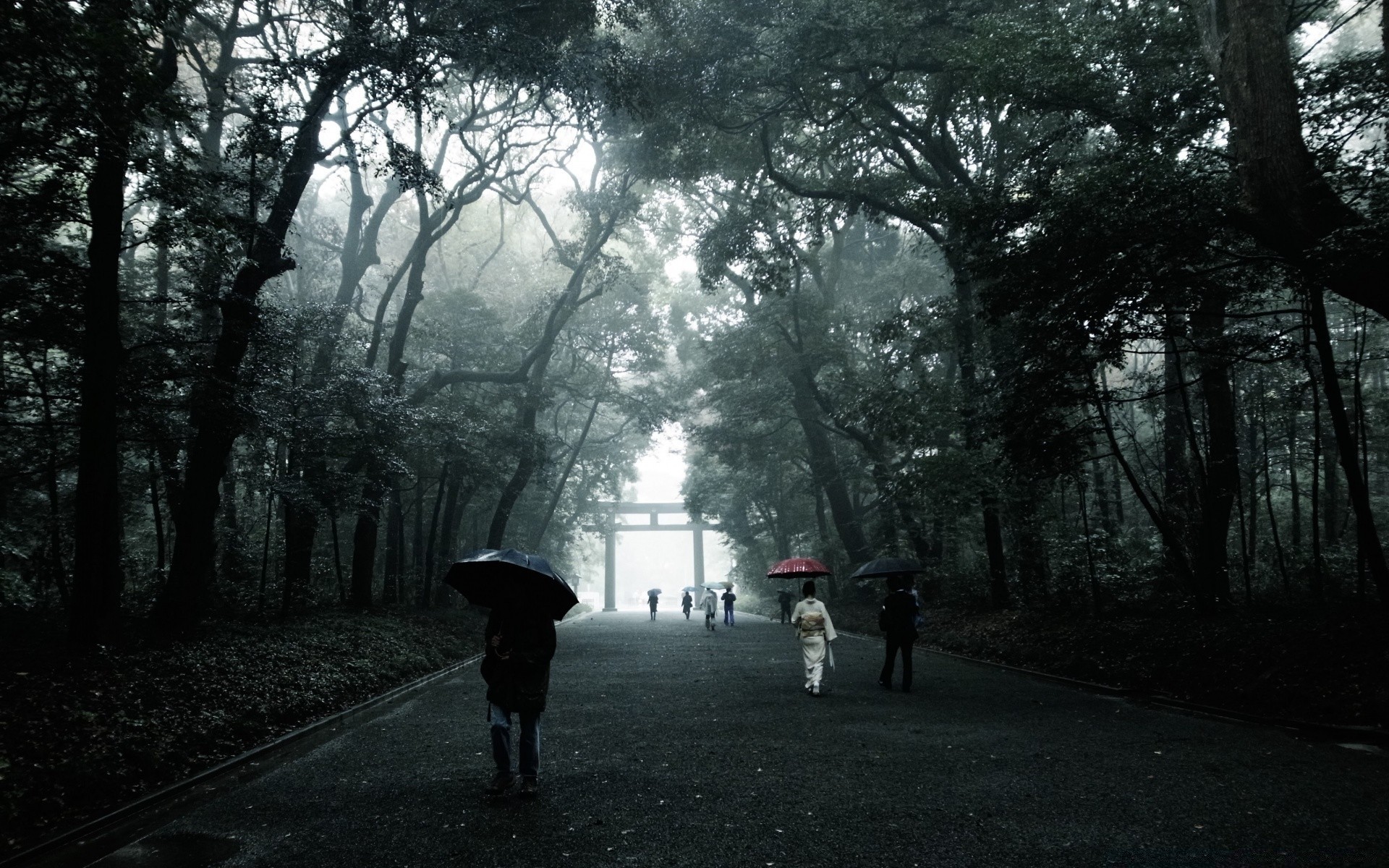 vintage bois route paysage brouillard bois parc lumière brouillard rue météo environnement automne ombre manuel aube pluie