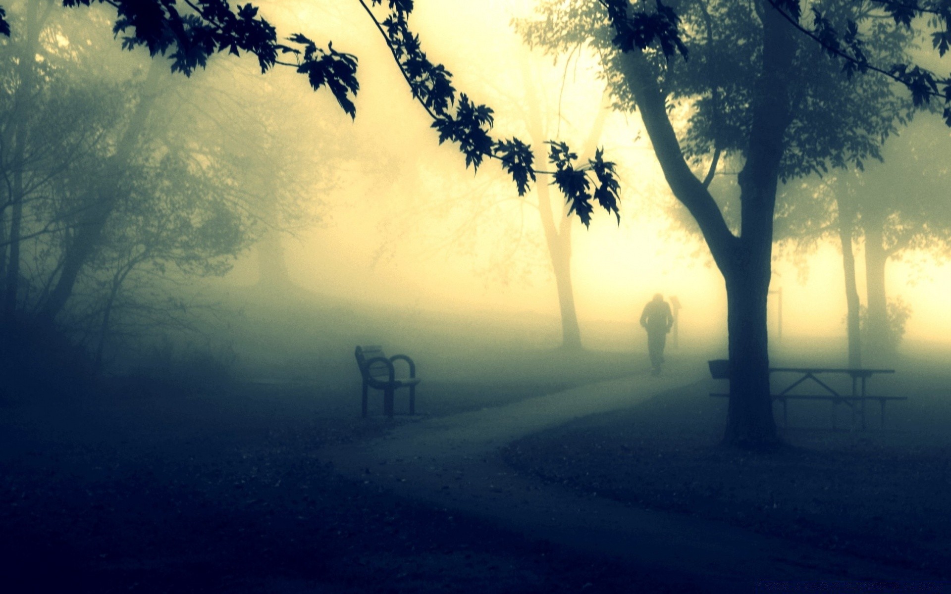 vintage dawn tree sunset fog backlit sun landscape mist silhouette evening sky nature fair weather dusk shadow light outdoors wood weather