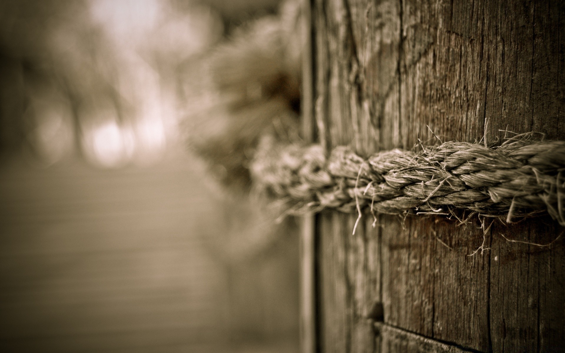 vintage wood monochrome old nature rustic dark tree wooden retro