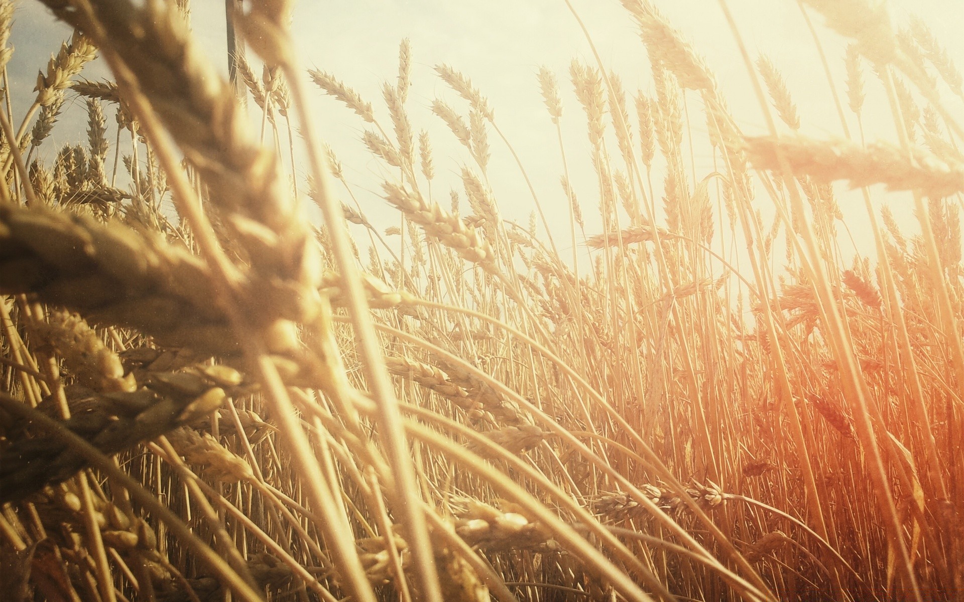 vintage cereales trigo oro paja pan sol cosecha naturaleza pasto maíz verano granja campo escritorio centeno rural buen tiempo desenfoque