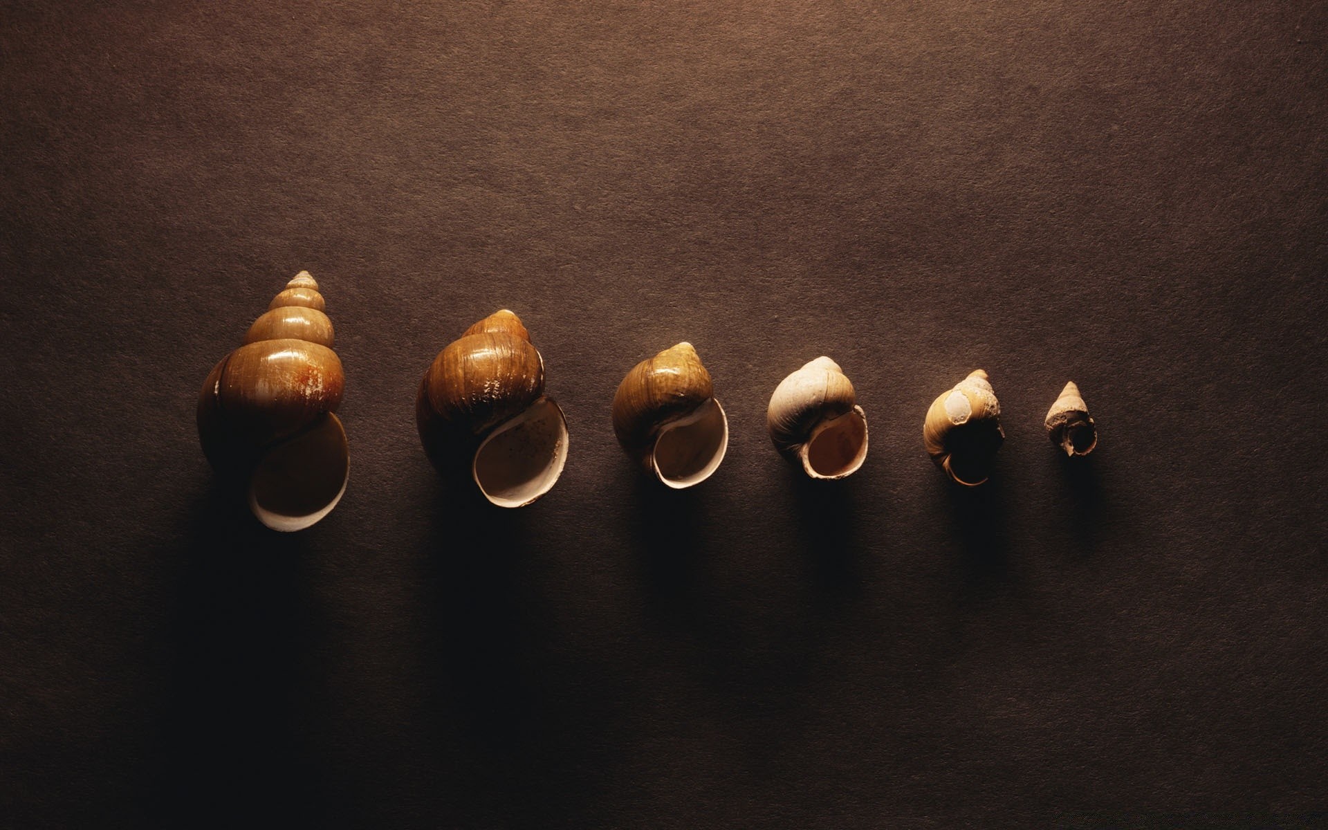 vintage nature morte unique de bureau groupe grandir découpe alimentaire