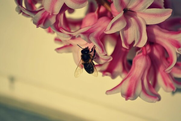 Abeja en lila macro tiro naturaleza