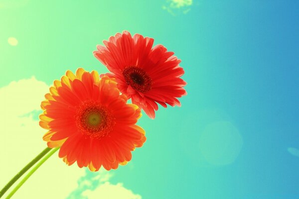 Duas flores de gerberas escarlate em um fundo azul