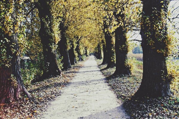 Der Weg durch den Herbstwald