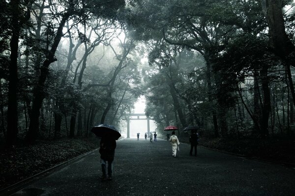 Paesaggio strada alberi nella nebbia