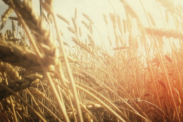 Goldene Weizenflocken bei Sonnenuntergang