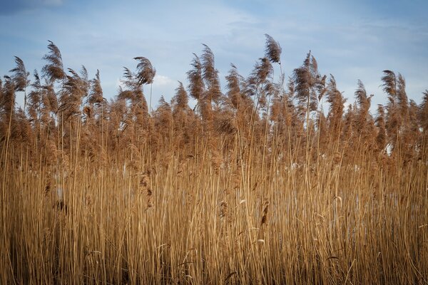 Schilf Himmel Natur Sommer