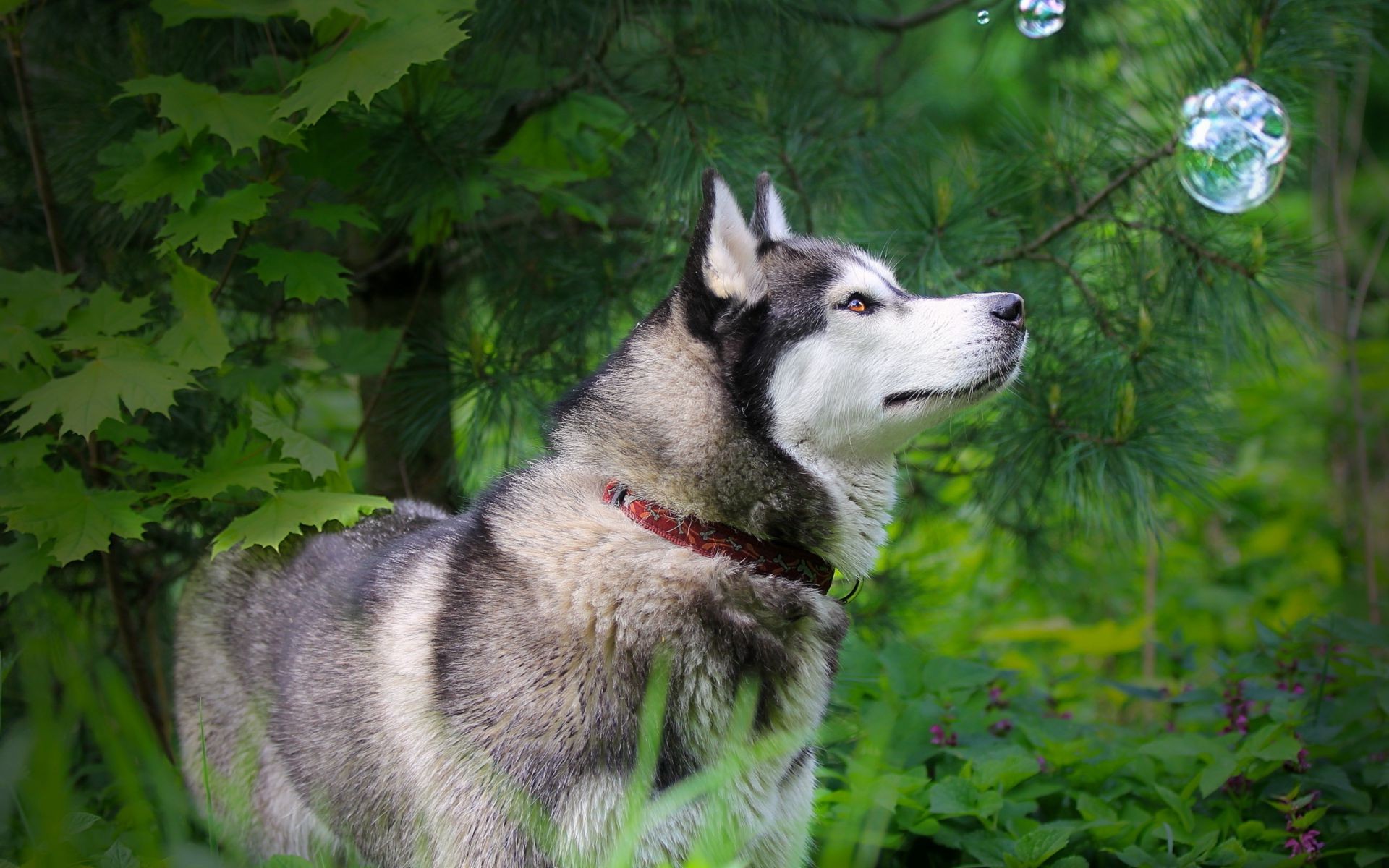 köpekler köpek memeli doğa hayvan köpek eğitmeni kurt portre sevimli evde beslenen hayvan çimen açık havada