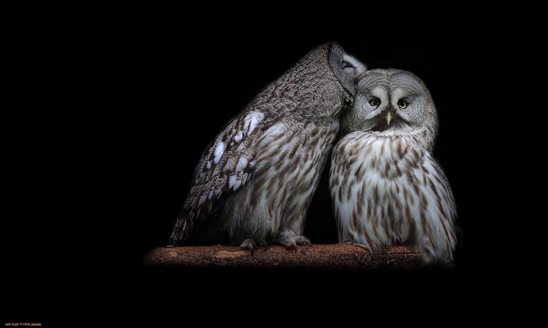 tiere vogel tierwelt eule raptor tier porträt natur feder beute wild