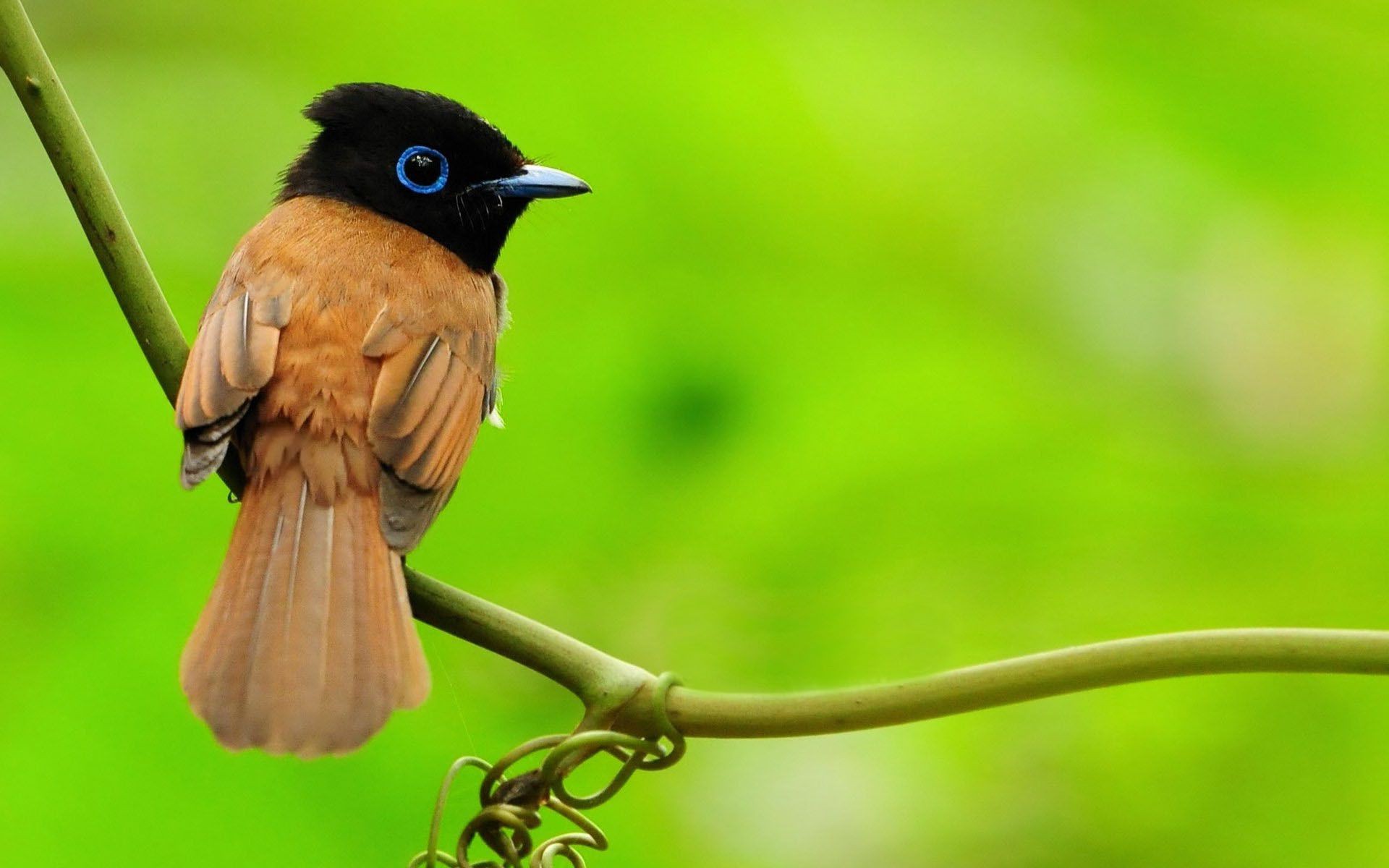 animais vida selvagem pássaro natureza animal ao ar livre