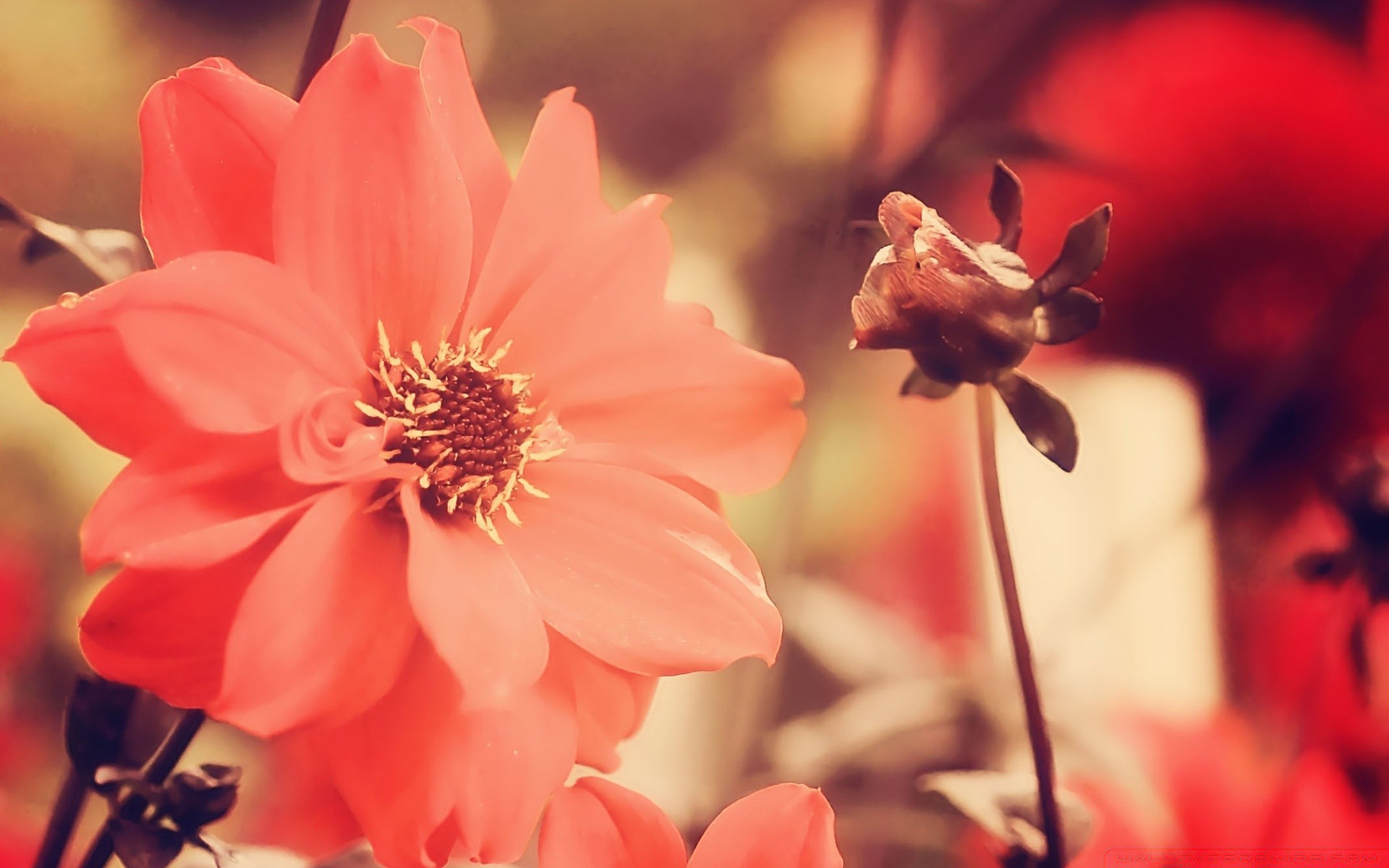 vintage kwiat natura miłość flora róża romans liść płatek ogród romantyczny