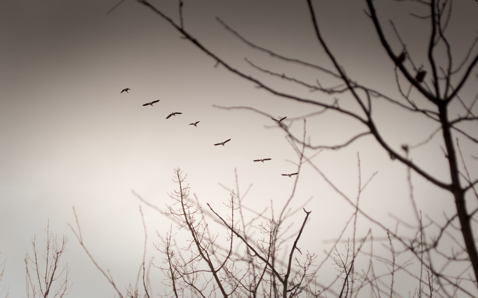 vintage bird monochrome nature tree winter silhouette abstract sky landscape desktop light art dawn black and white fall snow crow sunset texture color