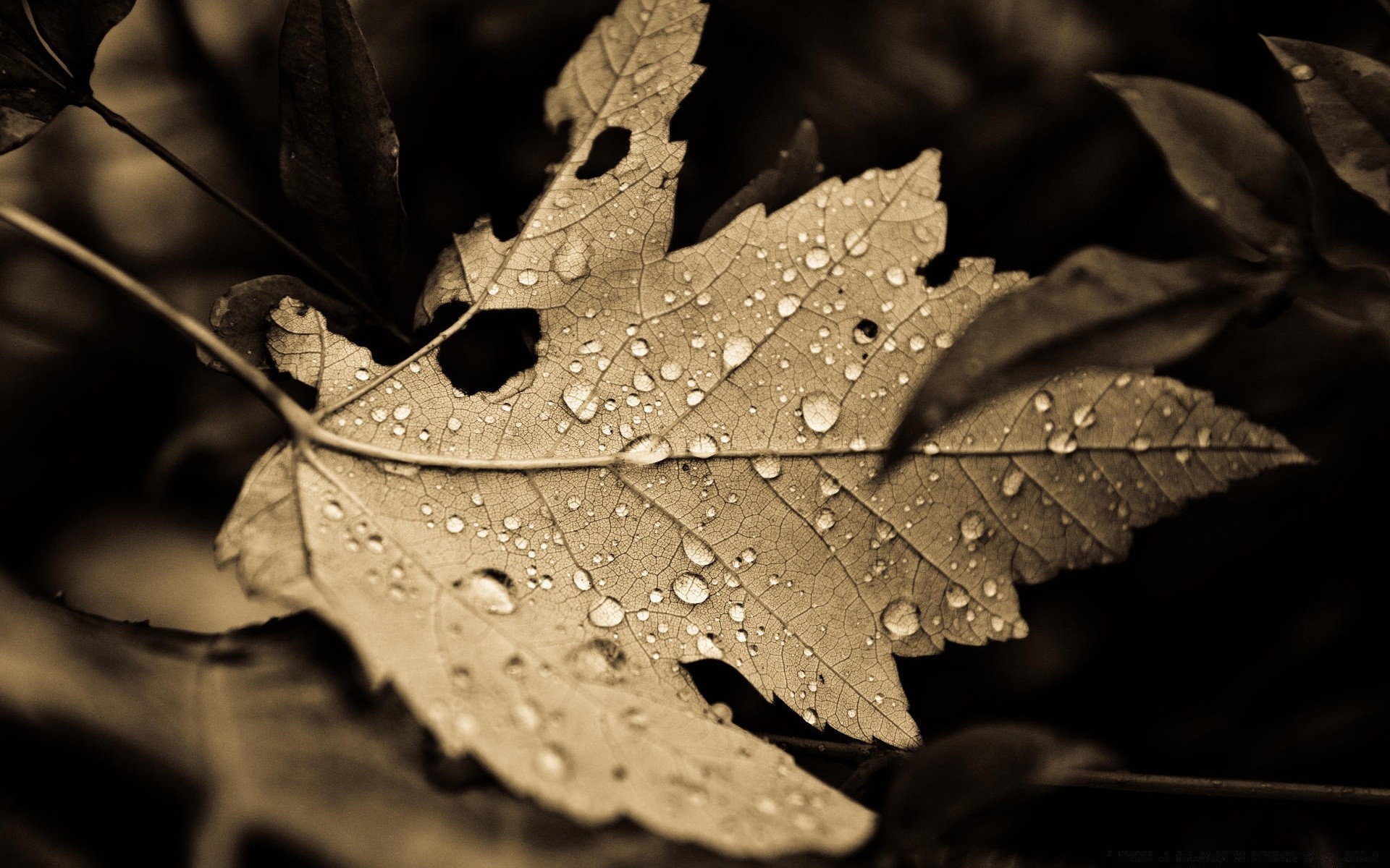 vintage leaf fall monochrome nature rain flora tree texture light water wood drop abstract color maple art flower dew close-up