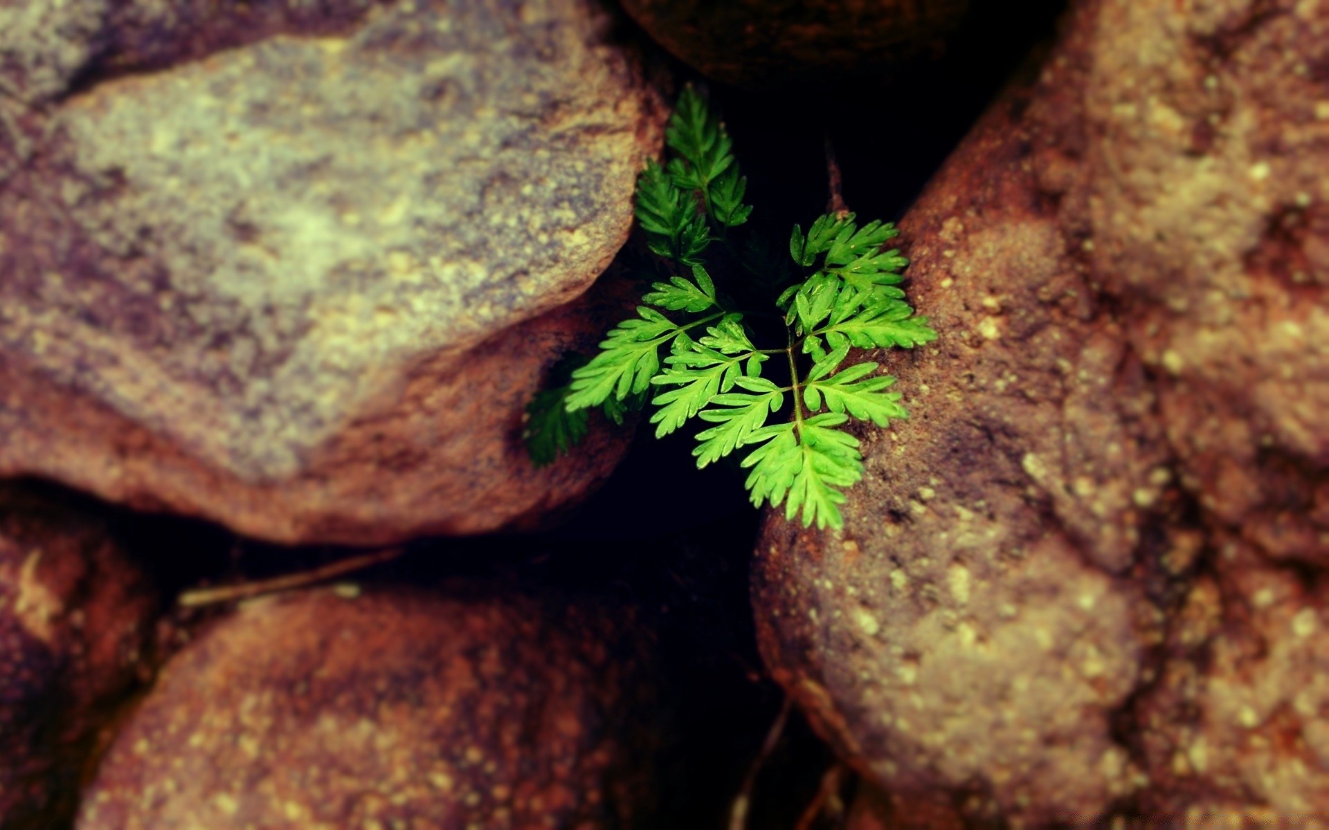 vintage comida natureza desktop madeira