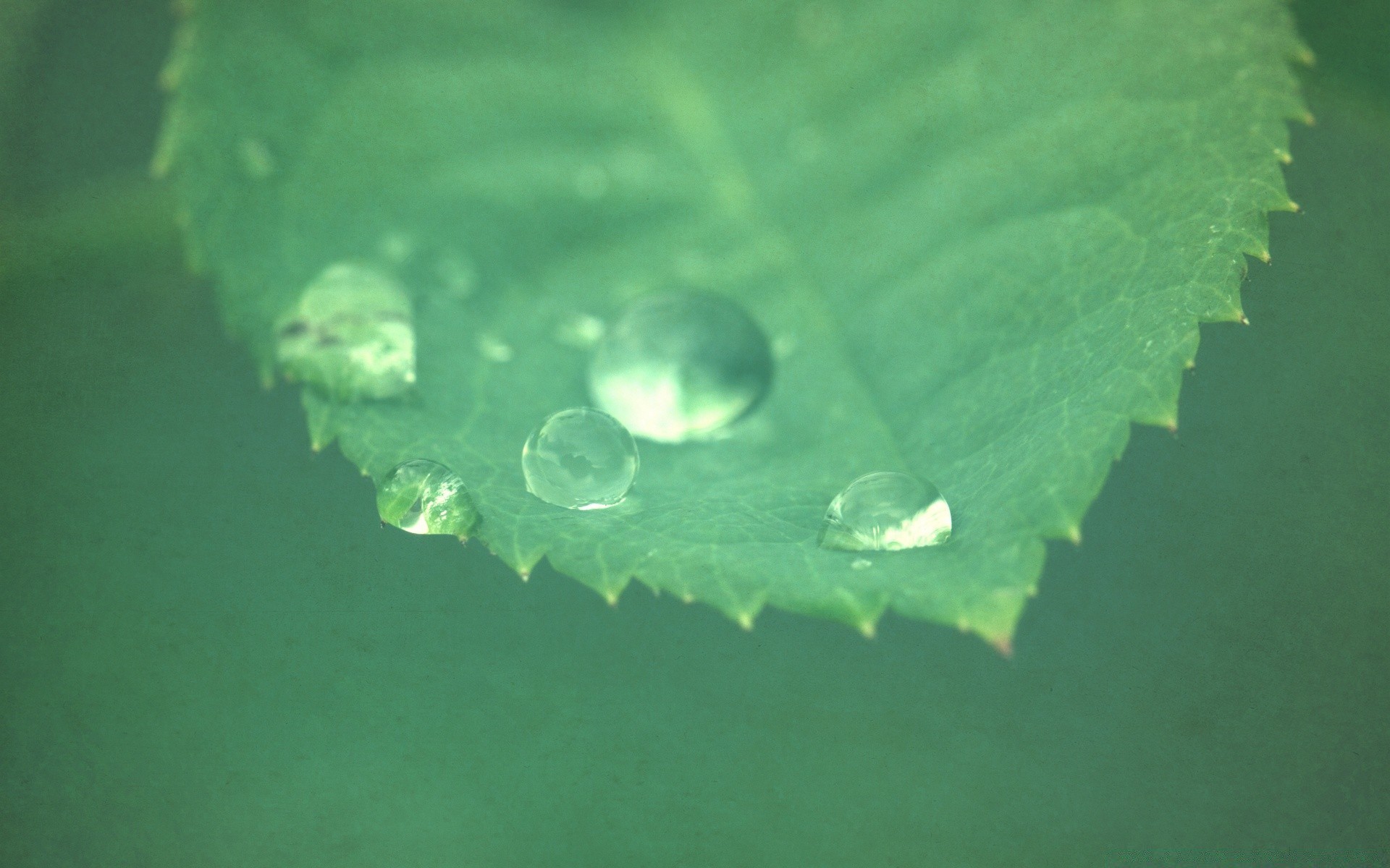 vintage rain leaf drop water droplet nature bubble wet dew