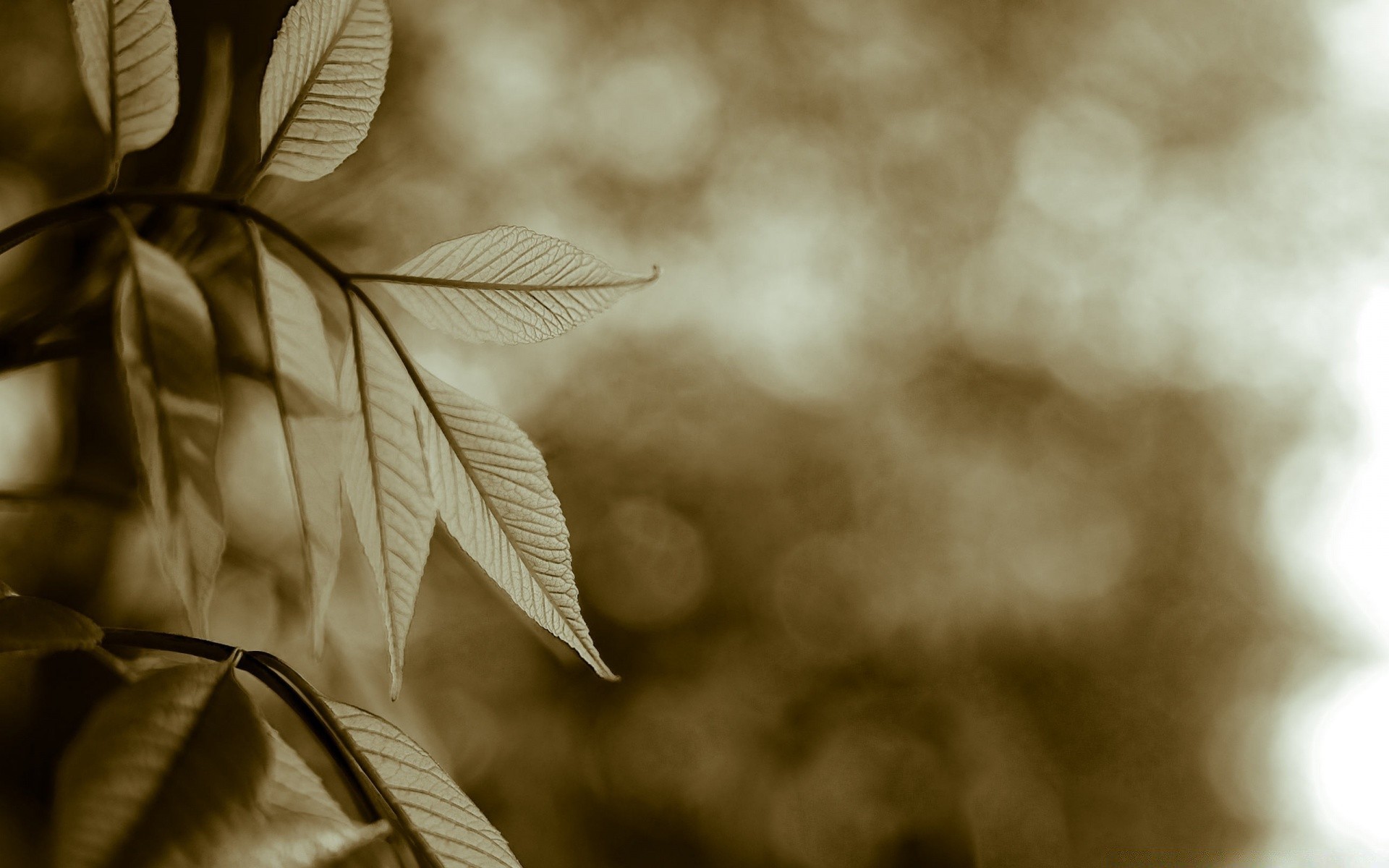 vintage monochrome nature sepia abstract leaf art black and white blur light texture dof fall