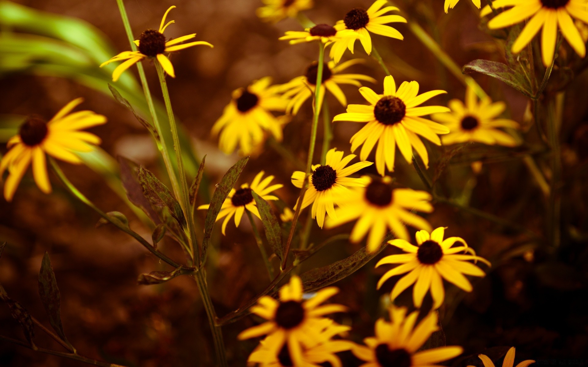 vintage kwiat natura liść ogród flora lato na zewnątrz kolor pole bluming kwiatowy