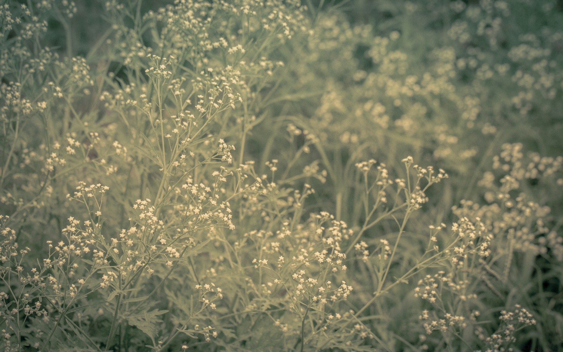 vintage flora flor temporada naturaleza campo hoja verano hierba agricultura rural heno floral escritorio crecimiento al aire libre granja primer plano color jardín