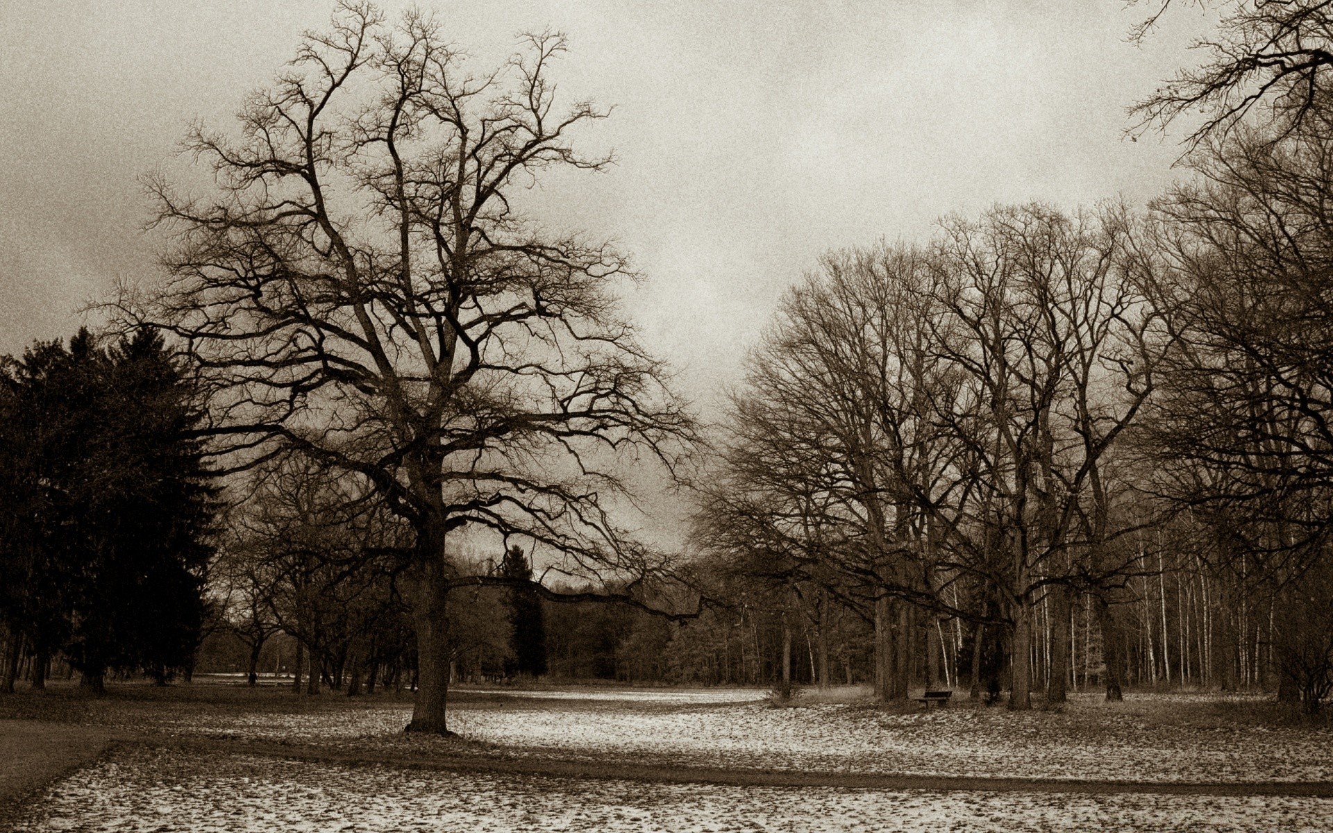 vintage tree landscape fall wood winter oak fog alone branch mist park nature monochrome dawn snow countryside moody