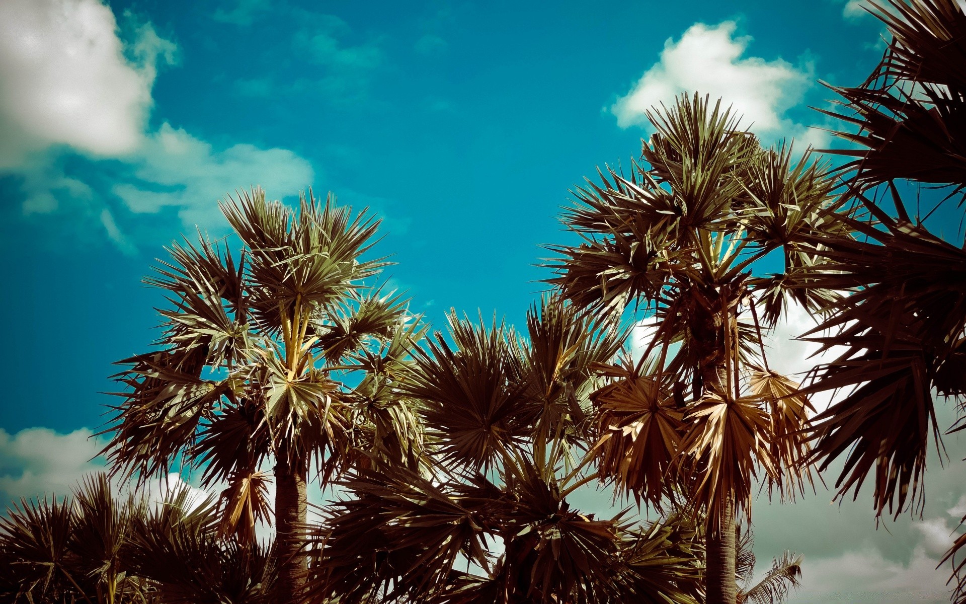 vintage árbol palmas tropical cielo mar naturaleza playa al aire libre verano exótico isla coco idilio viajes sol océano vacaciones