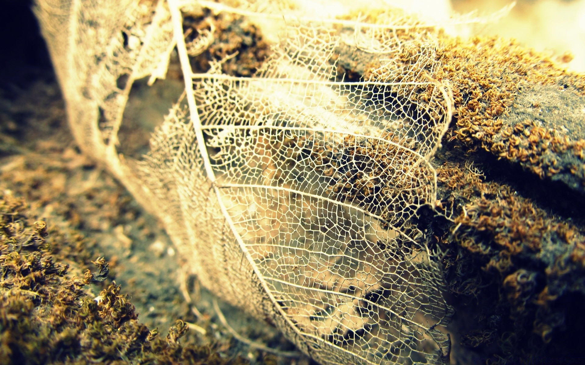 vintage natur schließen desktop tropisch muster wirbellose tier meer wasser tierwelt flora textur im freien insekt essen