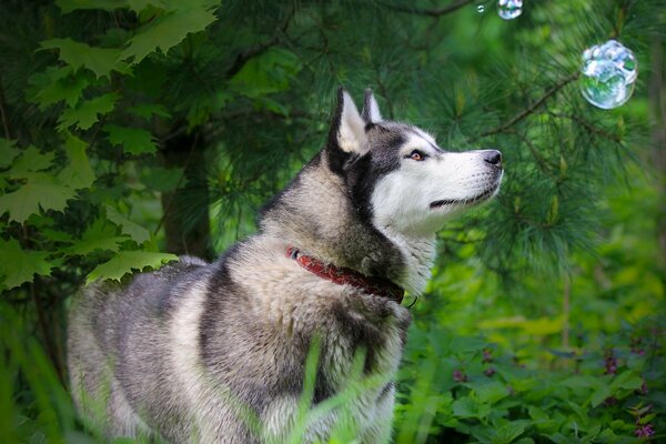 Il cane è di razza. Pastore tedesco