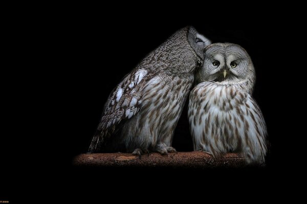 Animaux et nature pour le papier peint photo