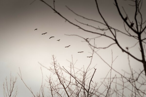 A black tree and bushes against a white sky with flying birds