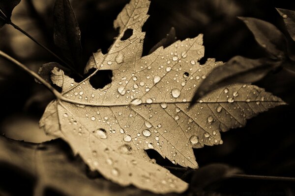 A fallen autumn leaf in droplets against the background of other dry leaves